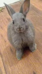 Rehoming bunny