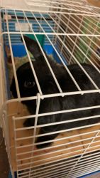 black bunny 6 months