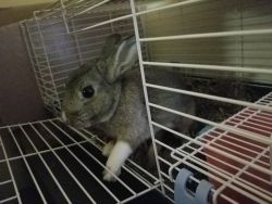 Rehoming Rabbit with cage, dish, and hay