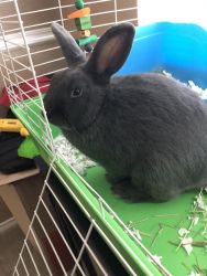 Grey rabbit for sale