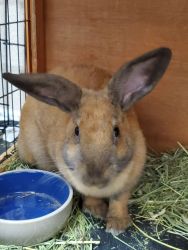 Spayed young female rabbit