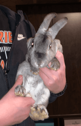 two rabbits for adoption