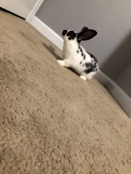 4 month rabbit for sale (food and litter box included
