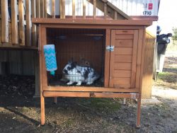 Male and female rabbits for sale