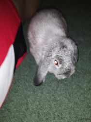 4 MONTH OLD RABBIT FOR SALE!