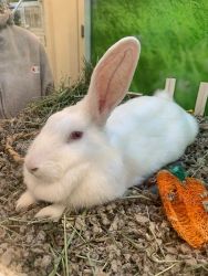 Rabbit for sale with food and toys
