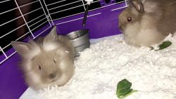 Baby bunnies for sale!