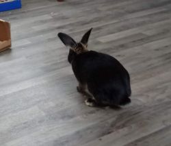 Female rabbit needs home