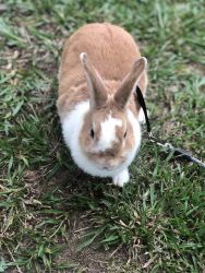 3 Bunnies for sale- All under 1 year