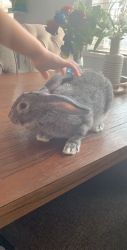Selling our rabbit