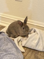 4mo Old Male Bunny