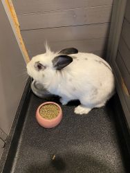 Two wonderful bunnies for sale
