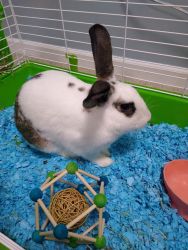 Rehoming rabbit to good home