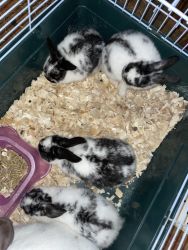 cute one month old bunnies looking for home