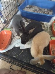 3 rabbits hand friendly