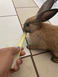 Rabbits for rehoming