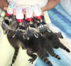 Raccoons for sale