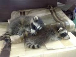 Available Raccoon puppies