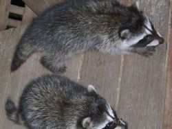 Raccoon Puppy Available
