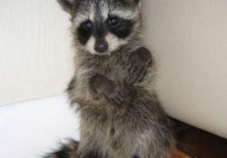 Raccoons puppy for sale . Affortable prices