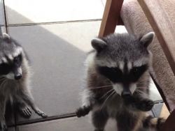 POTTY TRAINED RACCOONS PUPS FOR SALE
