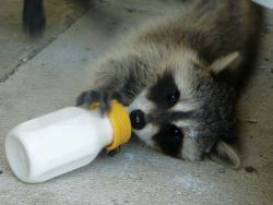 Racoon Puppies for sale