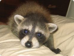 Racoon puppies for sale