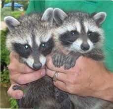 Baby Raccoons pups very friendly .. Contact xxx-xxx-xxxx