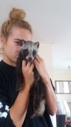 Racoon Puppies for Sale