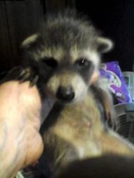 Fox and Raccoon For Sale