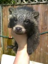 Racoon Puppy For Sale