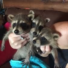 Male and female raccoons for sale