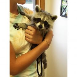Friendly 12 weeks old Raccoon pups with papers Text xxx-xxx-xxxx