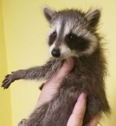 Baby Raccoon for sale
