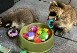 BABY RACCOON PETS AVAILABLE . THEY ARE NOT AGGRESSIVE