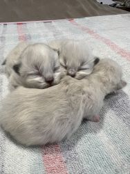 Ragamuffin Kittens