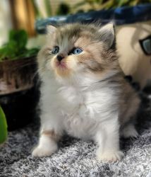 Ragamuffin kittens for adoption