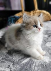 Pretty Male & Female Ragamuffins Kittens For Sale