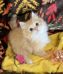 Male & Female Ragamuffins Kittens For Sale