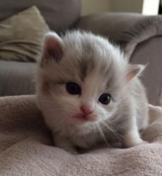 RegaMuffin Kittens Needs a Home
