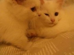 2 Ragamuffin Cross Kittens.