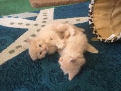 Ragamuffin Kittens Available