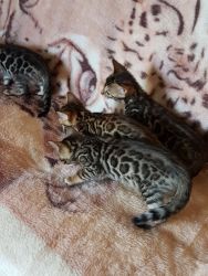 Bengal kittens available now for their new homes.
