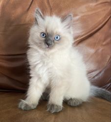 8 week, pure-breed Ragdoll kitten