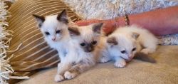 Ragdoll Kittens Ready
