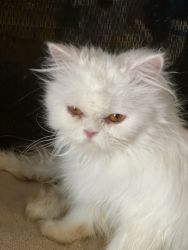 Persian/ Ragdoll Kitten