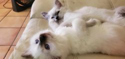 Ragdoll seal point kittens for sale