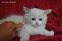 Beautiful ragdoll kitten available as pet
