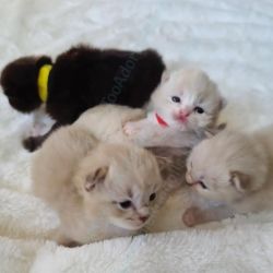 Ragdoll Kittens available to change home