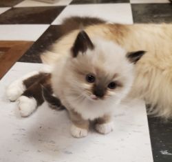 Bicolor, mitted seal, mitted blue Ragdoll kittens!